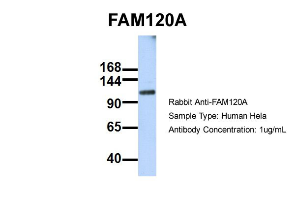 WB - FAM120A antibody - middle region AI13741